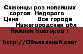 Саженцы роз новейших сортов. Недорого. › Цена ­ 350 - Все города  »    . Нижегородская обл.,Нижний Новгород г.